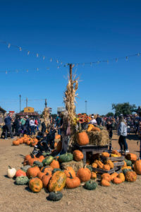14 Pumpkin Patches in DFW To Visit This Weekend